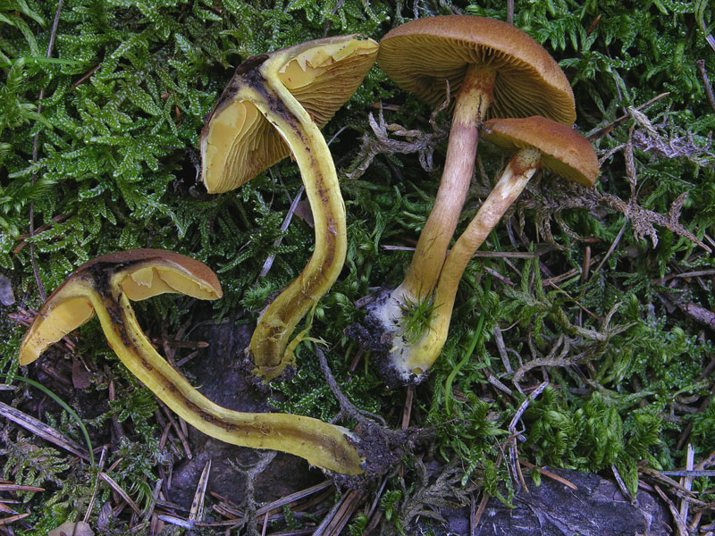 Alcuni Cortinarius.
